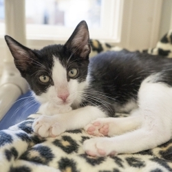 Photo of Bongo