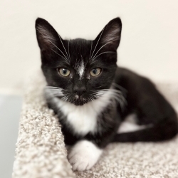 Photo of Buttercup