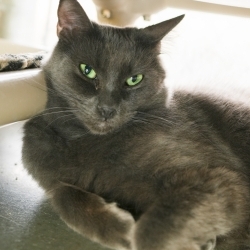 Photo of Carlton