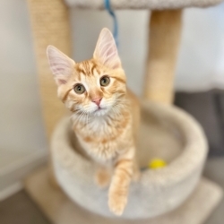Photo of Cinnamon