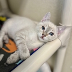 Photo of Cosmo