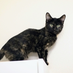 Photo of Diggie