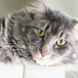 Photo of Dodge