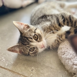 Photo of Finn
