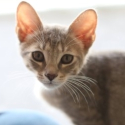 Photo of Flokee