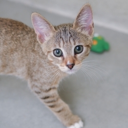 Photo of Frey