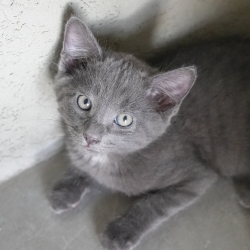 Photo of Gooseberry