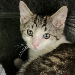 Photo of Hiccup