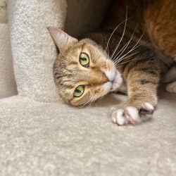 Photo of Honey Bug