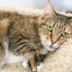 Photo of Honey Bug