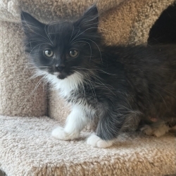 Photo of Inigo Montoya