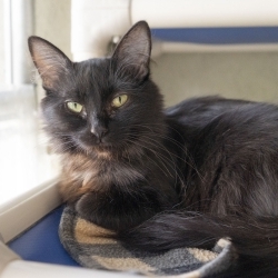 Photo of Iris