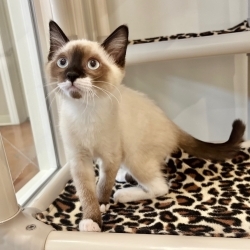 Photo of Laios