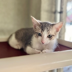 Photo of Leo