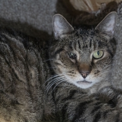 Photo of Leonidas