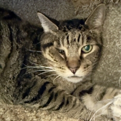 Photo of Leonidas