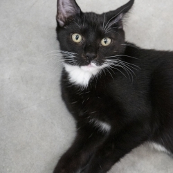Photo of Marshmallow