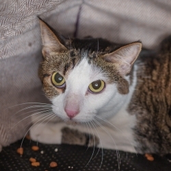 Photo of Maverick
