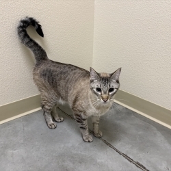 Photo of Meeko