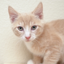 Photo of Mojave