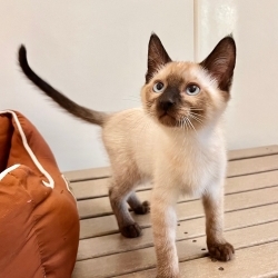 Photo of Mojo Jojo
