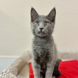 Photo of Muffy