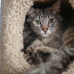Photo of Niko