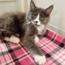 Photo of Oliver