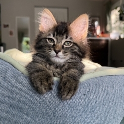 Photo of Orion