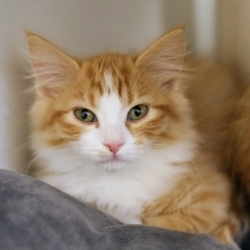 Photo of Peaches