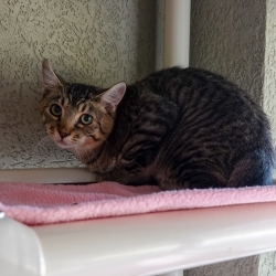 Photo of Peanut