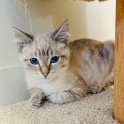 Photo of Pebble