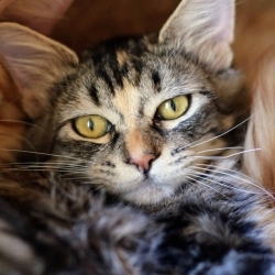 Photo of Pennie