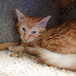 Photo of Pierre