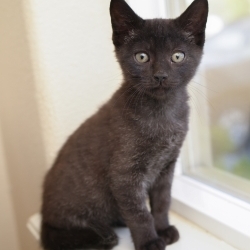 Photo of Pippin