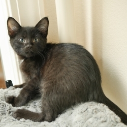 Photo of Raisin