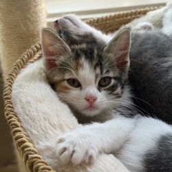 Photo of Ramona