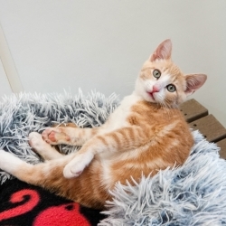 Photo of Rotini