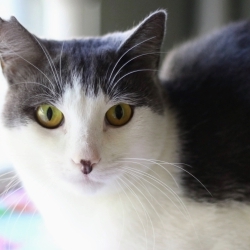 Photo of Sitka