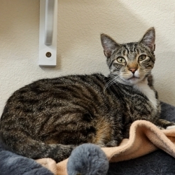 Photo of Tabby