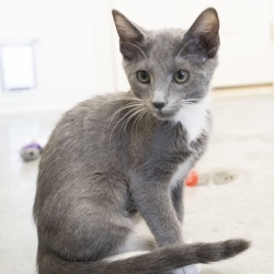 Photo of Viola