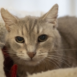 Photo of Whimsey Lou