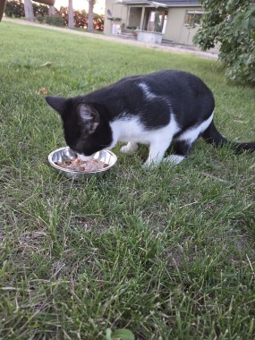 Black and white, short hair, kitten, unneutered