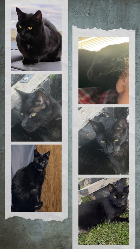 Spaz 