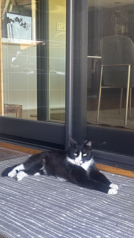 Black young boy cat