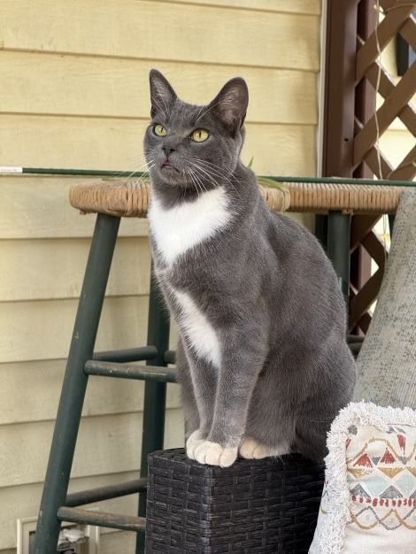 Bowie