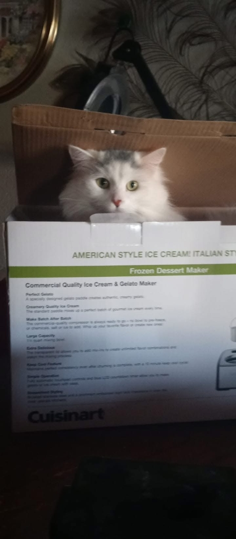 Apollo