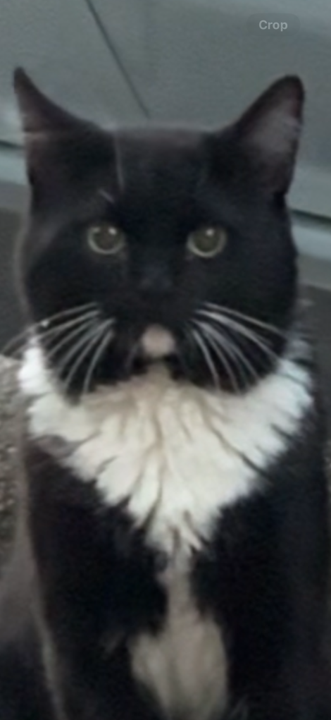 Tuxedo with white socks in the back and white paws, white chin, and collar. 
