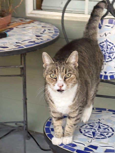 Grey stripped with white paws 