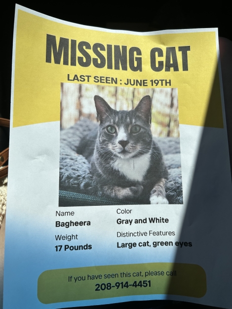 Bagheera 